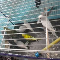 مرغ عشق|پرنده|قلعه قاضی, |دیوار