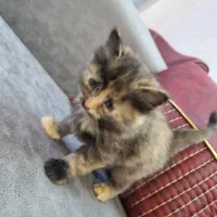 واگذاری رایگان