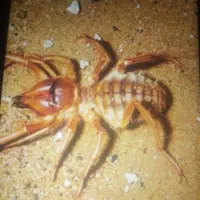 سمپاشی سوسک ساس سم پاشی تضمینی فقط دریک جلسه|خدمات نظافت|مشهد, کلاهدوز|دیوار