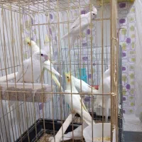 عروس هلندی زیبا وسالم