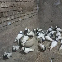 کبوتر طوقی سیاه