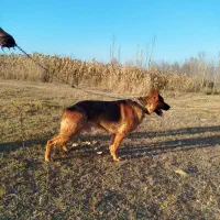 ژرمن شپرد|سگ|ماکو, |دیوار