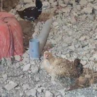 مرغ گلین‌لری جنگلی عشایری/مرغ دورگه مینیاتوری گلین