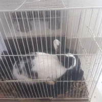 خرگوش|موش و خرگوش|تربت جام, شهید غلام زاده|دیوار