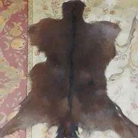 پادری پوست