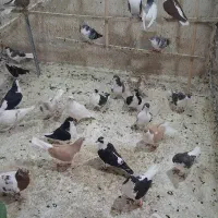 کفتر شهرستانی