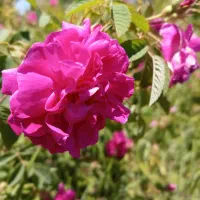گل محمدی تازه روزانه