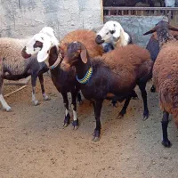 5عدد شیشک سه شیره با بره نر