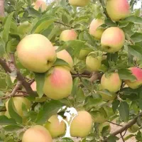 فروش نهال سیب ۲ ساله|حراج|مراغه, |دیوار