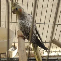 عروس بازیگوش