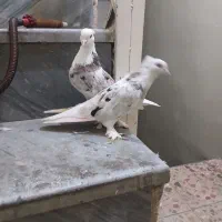 کفتر شازده هما کاکلی پاپر مهر