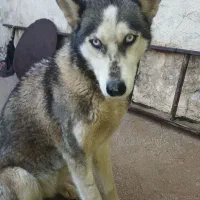 سگ هاسکی توله ۸ماهه