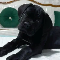 توله کین‌کورسو/کن‌کورسو|سگ|تهران, آرژانتین|دیوار