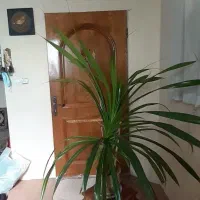 گل پاندانوس|گل و گیاه طبیعی|تهران, افسریه شمالی|دیوار