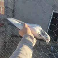 کفتر|پرنده|نمین, |دیوار