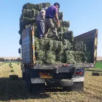 یونجه