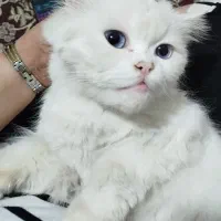 پرشین چشم آبی صورت عروسکی