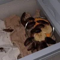 سوپرورم.دوبیا روچ