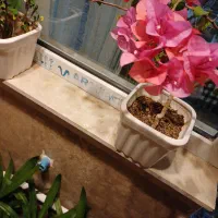 گل طبیعی|گل و گیاه طبیعی|سهند, |دیوار