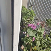 گل و گیاه|گل و گیاه طبیعی|آستارا, |دیوار