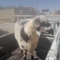 فروش بره چاق زیر قیمت‌بازار