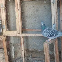 جفت کبوتر مسافتی