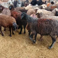 میش گوشتی