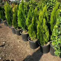 کارگر گلخانه حقوق 22