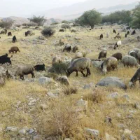 نیازمند چوپان