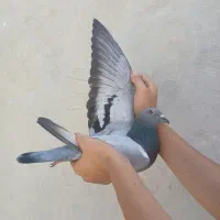 کبوتر