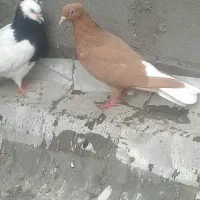 سرخ|پرنده|کارون, |دیوار