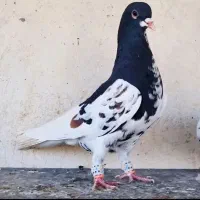 کفتر گلدار