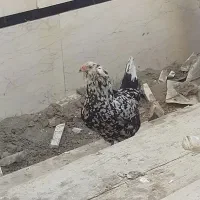 مرغ خروس گلین ریشو