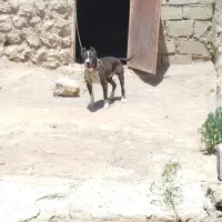 فروشی
