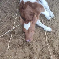 گاو سیمنتال شکم دوم|حیوانات مزرعه|هشترود, |دیوار