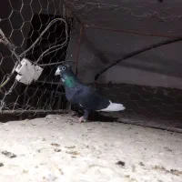 نر پلنگ|پرنده|کرمان, |دیوار