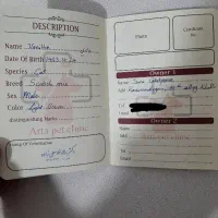 گربه اسکاتیش نر|گربه|ارومیه, |دیوار