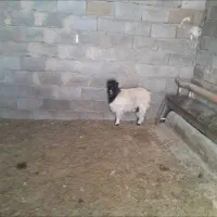 گوسفند،بزغاله‌فروشی|حیوانات مزرعه|گلپایگان, |دیوار