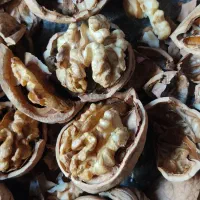 گردو اورگانیک|خوردنی و آشامیدنی|مهاباد (آذربایجان غربی), |دیوار