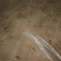 موکت پالاز