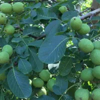 ارائــه نهــال به صورت تضمیــنی|خدمات باغبانی و درختکاری|شهرکرد, |دیوار