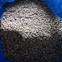 لوبیای چیدی