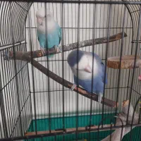 طوطی برزیلی|پرنده|کرج, مصباح|دیوار