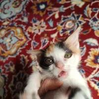 توله گربه اسکاتیش|گربه|بوشهر, |دیوار