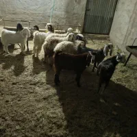 گوسفند فروشی|حیوانات مزرعه|طبس, |دیوار