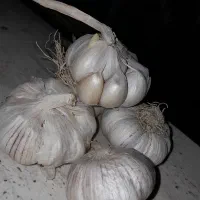 سیر