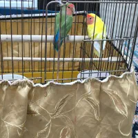 طوطی عروس هلندی