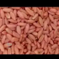 ۲ تن بذر گندم دیم