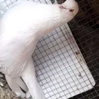 فروش۳کبوتر تهرونی چشم نوک سفید و سفید پر