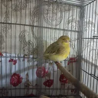 قناری ماده گلستر